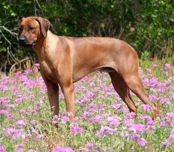 Posing in the spring phlox.
