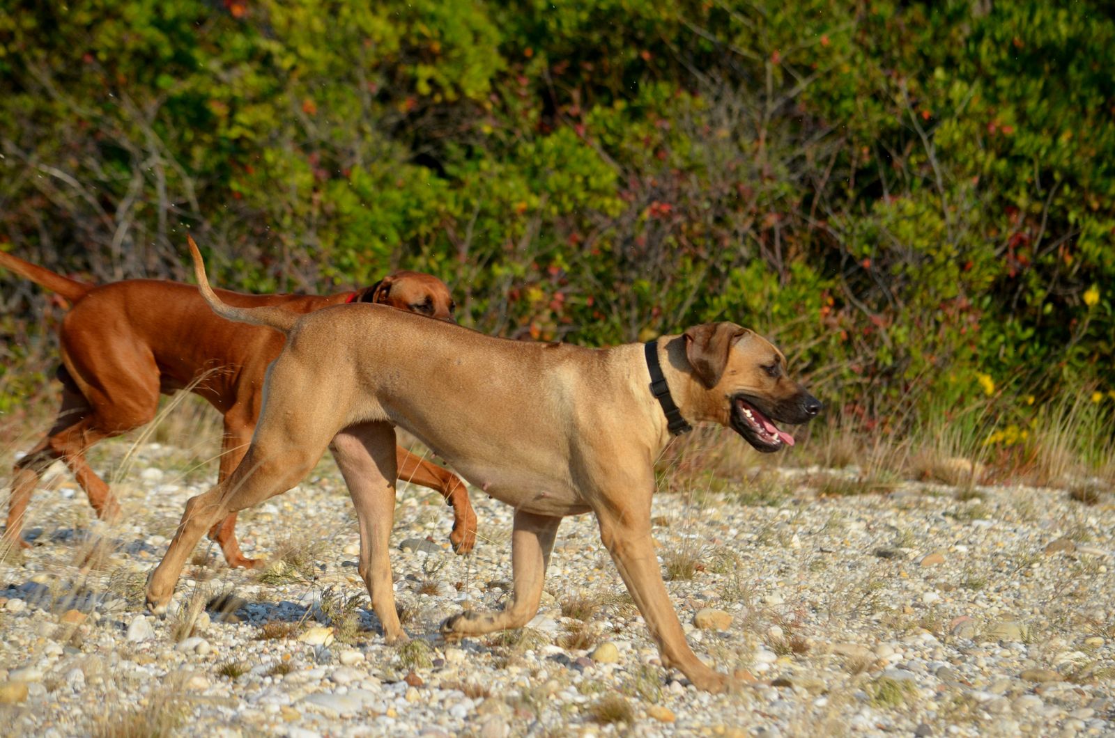 Mallory Ridgeback Kengali Rhodesian Ridgebacks – Rhodesian Ridgebacks – CEMVJ