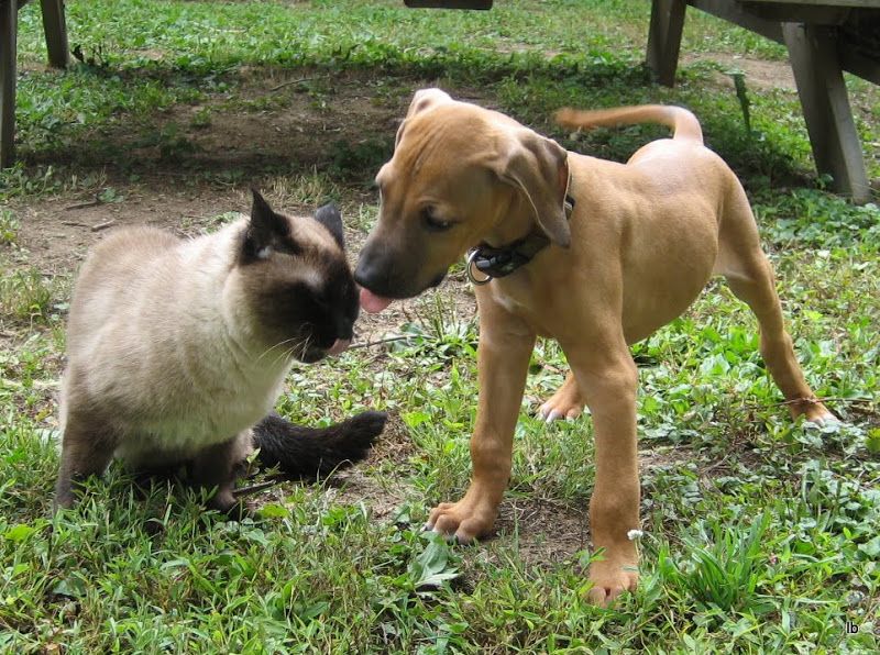 Rhodesian cheap ridgeback cats