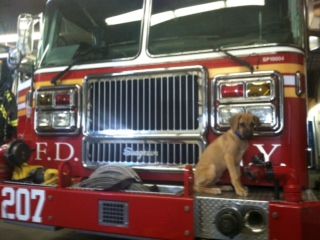 Bodie is studying to be a firefighter!
