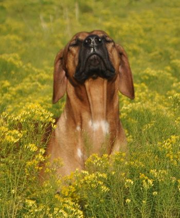 sometimes you just have to stop and smell the roses......I mean GOLDENROD!!
