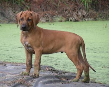 Playin' in the pond with the big boys! 10 weeks old
