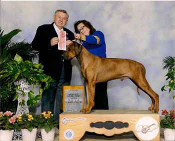 March 2014 - Mom makes me go back in the show ring as a Veteran!  One month shy of 9 yrs old and not a gray hair on his head!
