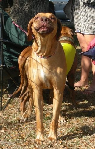 Our boy, Duke, a talking away! He's tired of waiting and just wants to go RUN!
