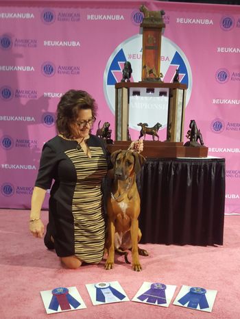 Eukanuba National Dog  Show, December 2015  Best of Winners, Best Bred By Exhibitor - 4 pt major win!
