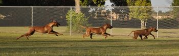 WHEEEEEE!!!!!!!!!!!!!! Khaleesi, Jethro and Chyna
