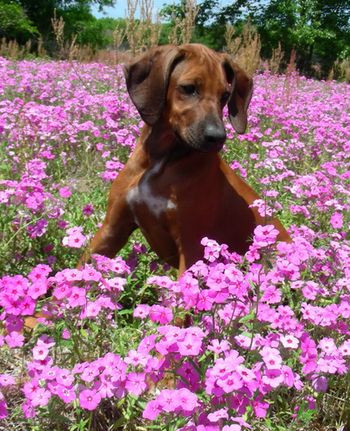 Pretty in Pink Phlox, April 2010
