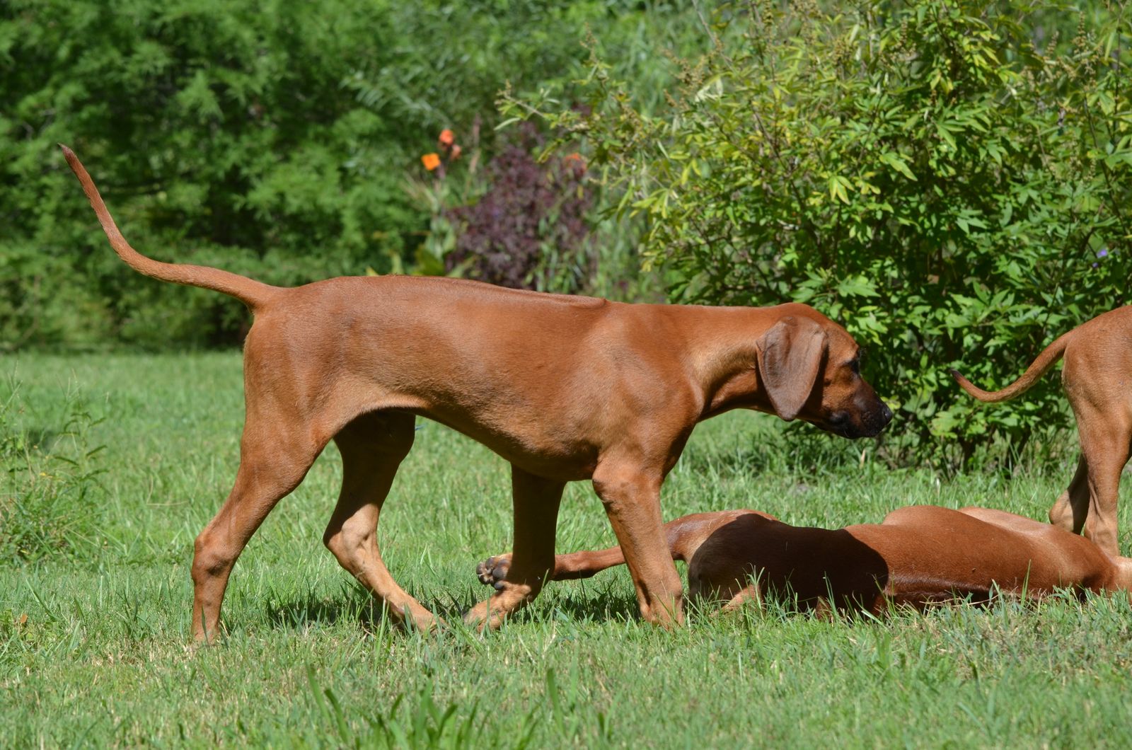 Zejak rhodesian hot sale ridgeback