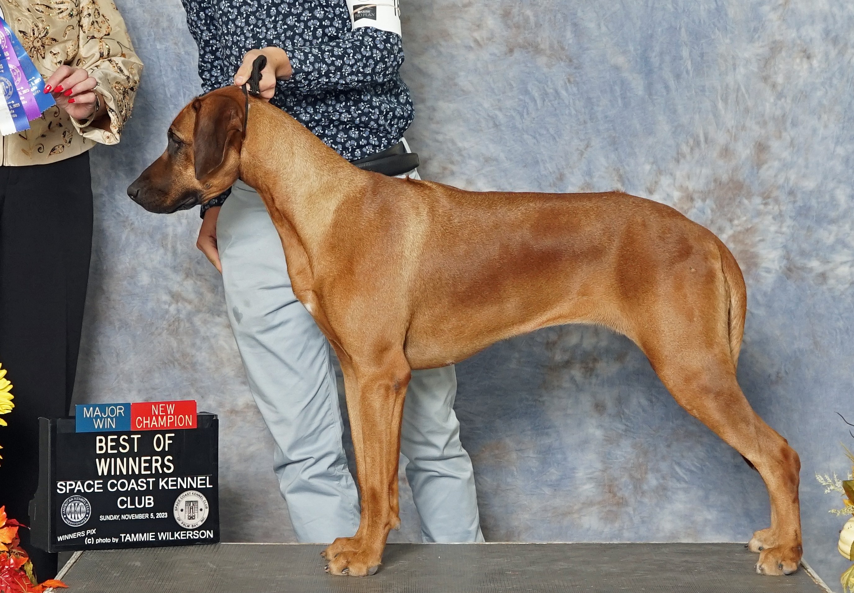 Rhodesian best sale ridgeback champions