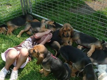 Elle in the middle of the puppies.
