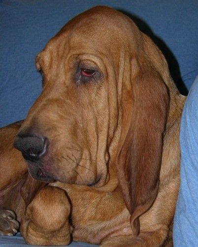 Purebred store georgia bloodhound