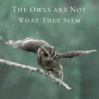 The Owls Are Not What They Seem by Patrick Bettison