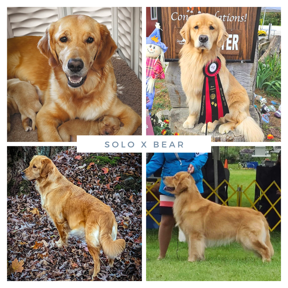 Bearabella golden hot sale retrievers