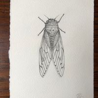 Cicada