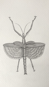 Heteropteryx Dilatata