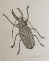Macrodontia Cervicornis