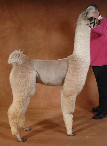 Solid Rock's Milestone: Sold in the 2011 Celebration Sale in Ok City to Auld's Lluminous Llamas in Van Horne, Iowa. Milestone was sired by Gerken's No Compromise on the Ridge and was out of our foundation female JLL Madison. He had received 15 Grand Championships including three Futurities, two of which were back to back LFA champions. He won many other shows from Virginia to Oklahoma. He also won several walking fiber classes as he had the silkiest fiber we have ever produced. We wish the Aulds the best with this great young herd sire.
