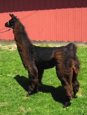 SLLR Ms Marble: We are so grateful to Rob and Donna Spencer for allowing us to buy Ms Marble when we bought her incredible daughter SLLR Lady Isabella. Her first daughter dominated the show ring including winning the LFA World Futurity Show. In an effort to help promote our first March Llama Madness Sale of Champions, we offered Ms Marble along with her Casi daughter in the sale. We were so glad that their new home is with Becky Willhite of Iowa. We know she will find just the right male to breed to this phenomenal female.
