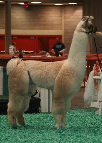 Solid Rock's Milestone - 15 time Grand Champion (No Compromise On the Ridge X JLL Madsion)
