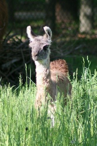 Cria playing hide and seek in the tall grass
