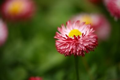 Shallow Focus Photography of Pink Flowers · Free Stock Photo