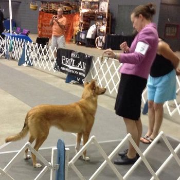 Fudge on her way to winning the herding group at a match in August 2013
