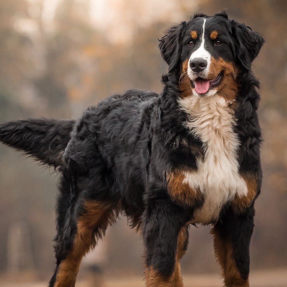 When do bernese mountain dogs go into sales heat