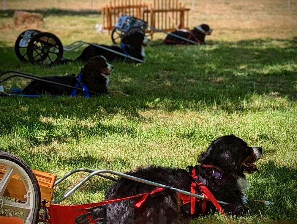 Bernese Mountain Dog Club of Oregon Draft