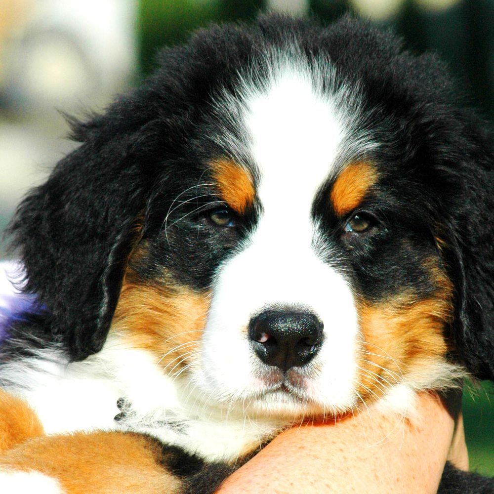 Bernese Mountain Dog Club of Oregon - Resources