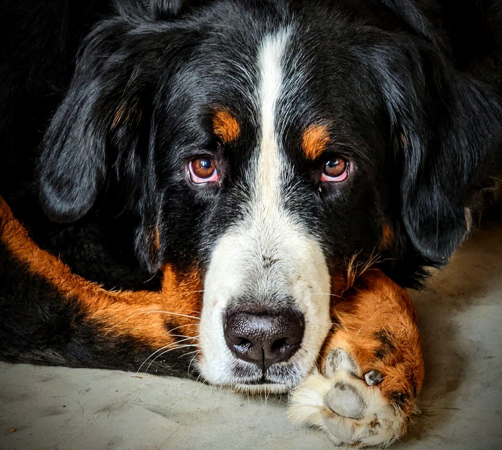 Rehoming bernese mountain store dog