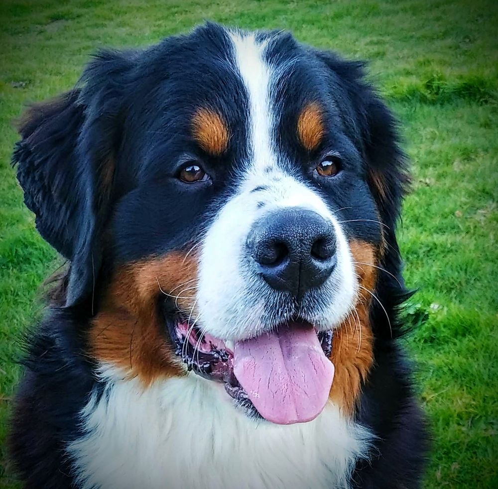 Bernese Mountain Dog Club of Oregon - Breeder Red Flags