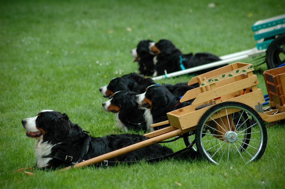 Bernese mountain dog sales cart for sale