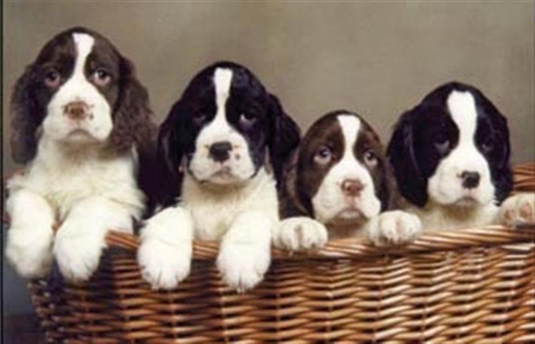 Springer spaniel outlet kennels