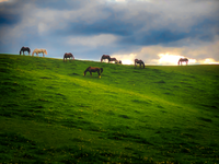 'Horse Hill' photographic art by Bryan Pickell