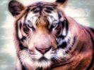 'Inner Tiger' photographic art by Bryan Pickell