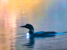 'Morning Loon' photographic art by Bryan Pickell