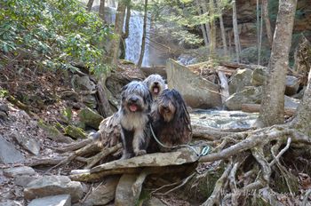 Bergamasco sheepdogs
