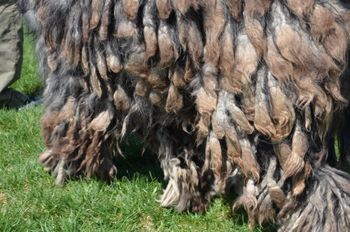 Bergamasco coat
