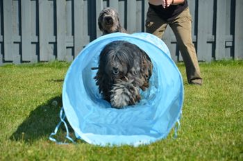 agility fun
