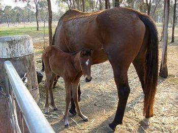 Court Command x Classic Over and colt foal
