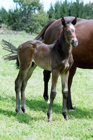 So You Think as a foal
