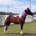 Painted Warrior was the World Champion 2 year old Coloured Pacer, always won in the show ring exported to England.
