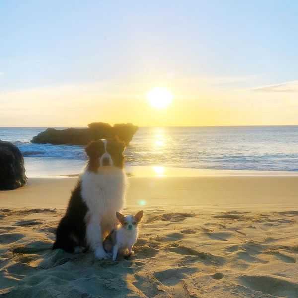 Colt & Julie (the official Aumoehoku mascot) with the beautiful westside sunset