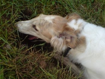 She was so busy digging:- she did'nt see the bunny bolt right under her nose
