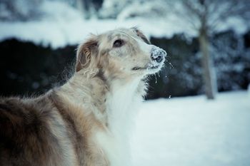 snowbaby
