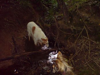 Thor having always favoured 'swamp hound' type takes a dip whenever a chance presents itself, Cessie is not tempted even if the waters warm!
