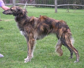 Cessie at 9 months
