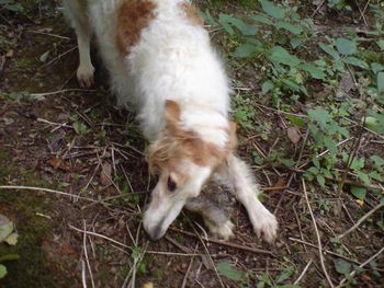 Nearly 12 years of age, Thor still likes a bit of bunny before breakfast. This one was very well matured, however!
