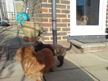 Aunty Jasmine watching me play with Aunty Holly 6 weeks old
