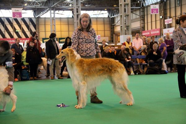Dusty winning 2nd in his class at Crufts